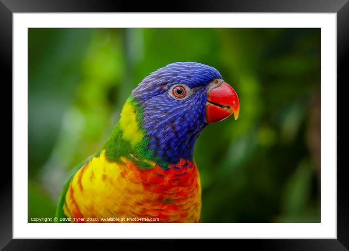 Rainbow Lorikeet Framed Mounted Print by David Tyrer