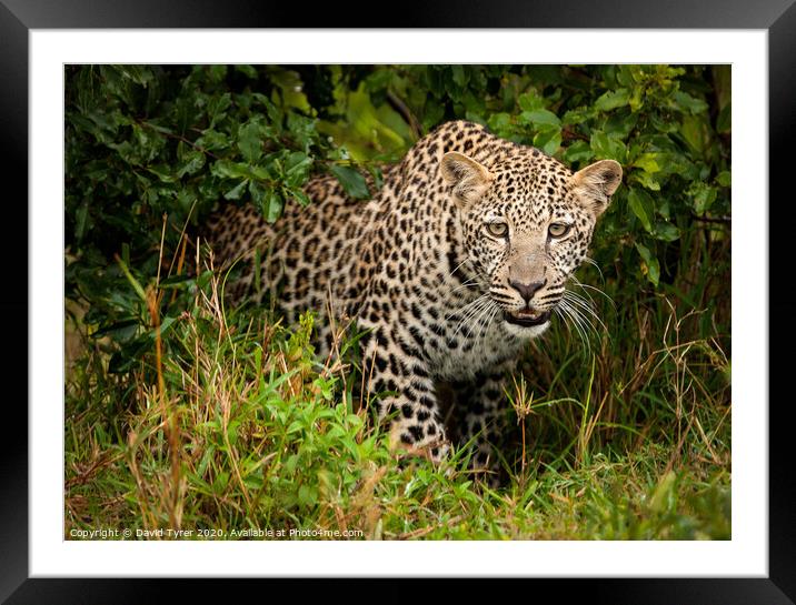 Wild Leopard Prowling Framed Mounted Print by David Tyrer