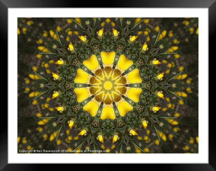 Flowers and thorns abstract Framed Mounted Print by Neil Ravenscroft