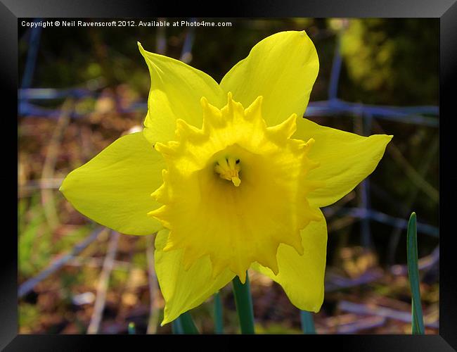 Spring Daffodil Framed Print by Neil Ravenscroft