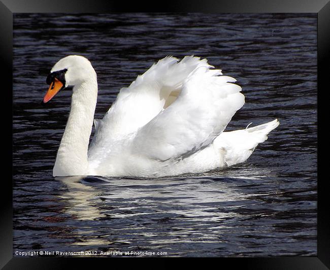 White Swan Black Water Framed Print by Neil Ravenscroft