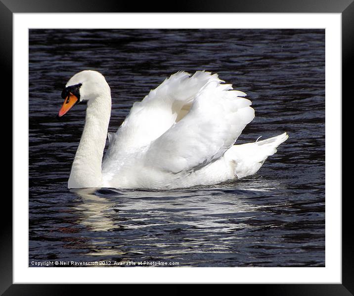 White Swan Black Water Framed Mounted Print by Neil Ravenscroft