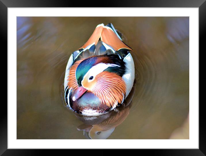 Swimming Mandarin Duck Framed Mounted Print by Neil Ravenscroft