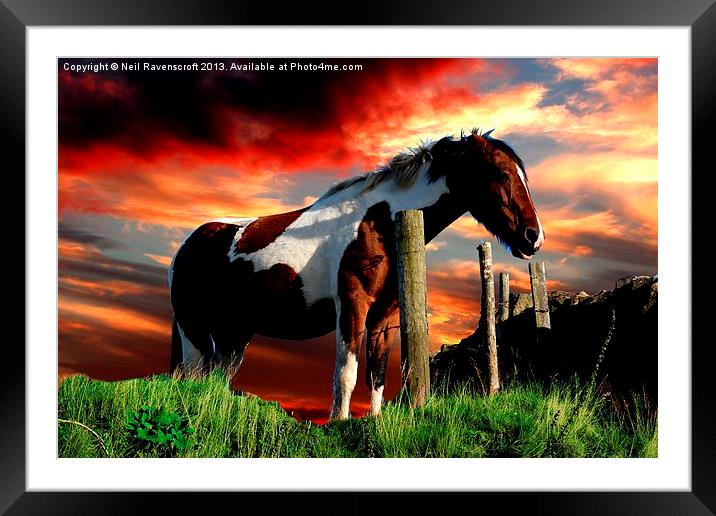 Equine Sunset Framed Mounted Print by Neil Ravenscroft