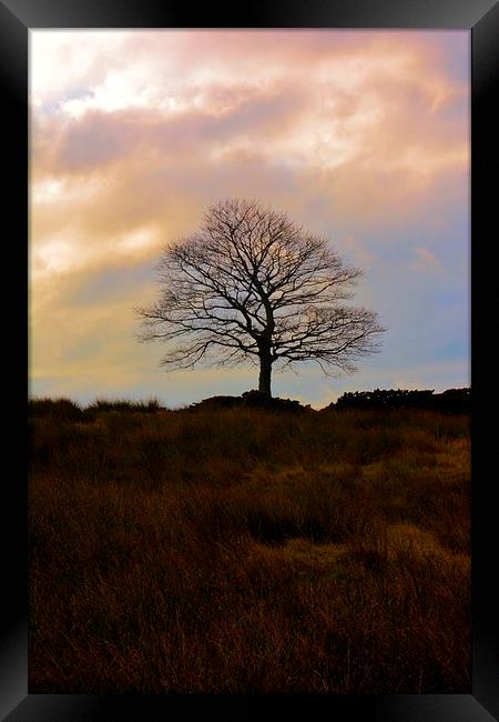 Lone Tree Hobson moor Framed Print by Neil Ravenscroft