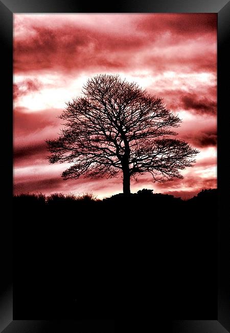 Lone Tree Silhouette Red Framed Print by Neil Ravenscroft