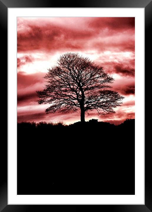 Lone Tree Silhouette Red Framed Mounted Print by Neil Ravenscroft