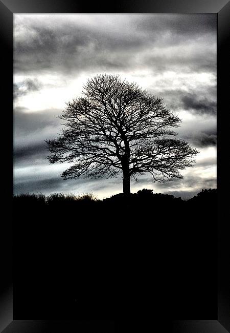 Lone Tree Silhouette Framed Print by Neil Ravenscroft