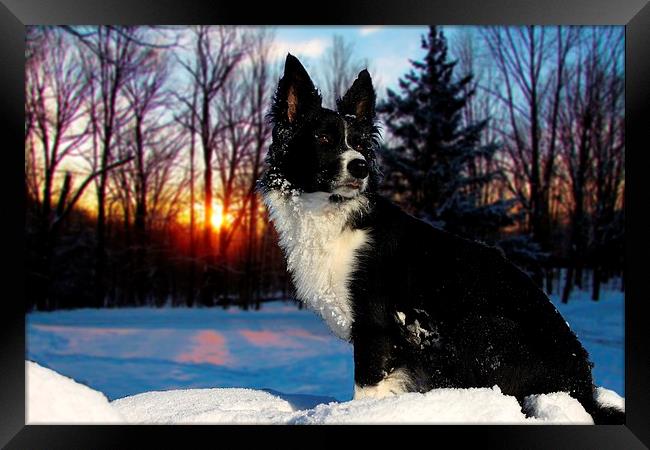 Border collie in the snow Framed Print by Neil Ravenscroft