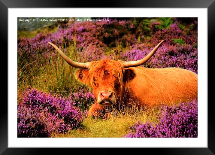  Highland and Heather Framed Mounted Print by Neil Ravenscroft