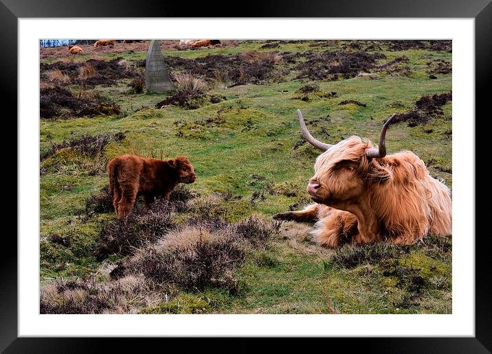  Baslow Cattle  Framed Mounted Print by Neil Ravenscroft