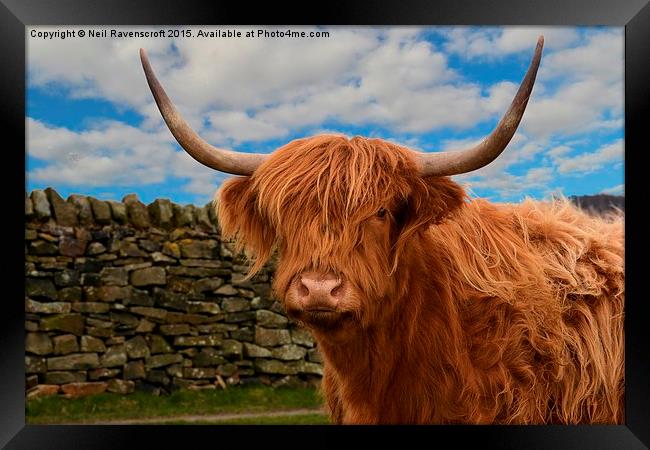  Highland cow Framed Print by Neil Ravenscroft