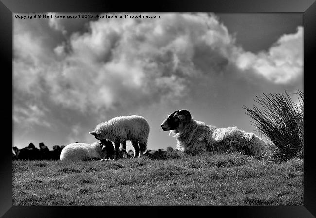  Black faced sheep with lambs Framed Print by Neil Ravenscroft