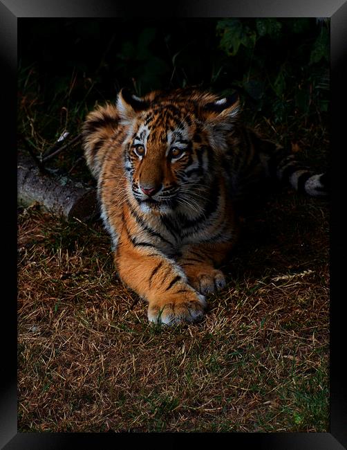  Tiger cub Framed Print by Neil Ravenscroft