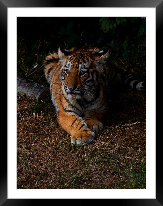  Tiger cub Framed Mounted Print by Neil Ravenscroft