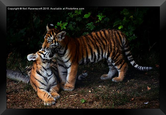  Tiger cubs Framed Print by Neil Ravenscroft