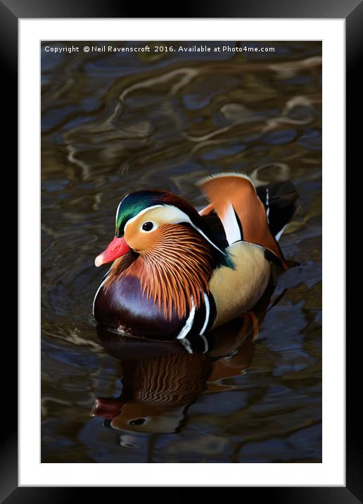 Mandarin duck Framed Mounted Print by Neil Ravenscroft