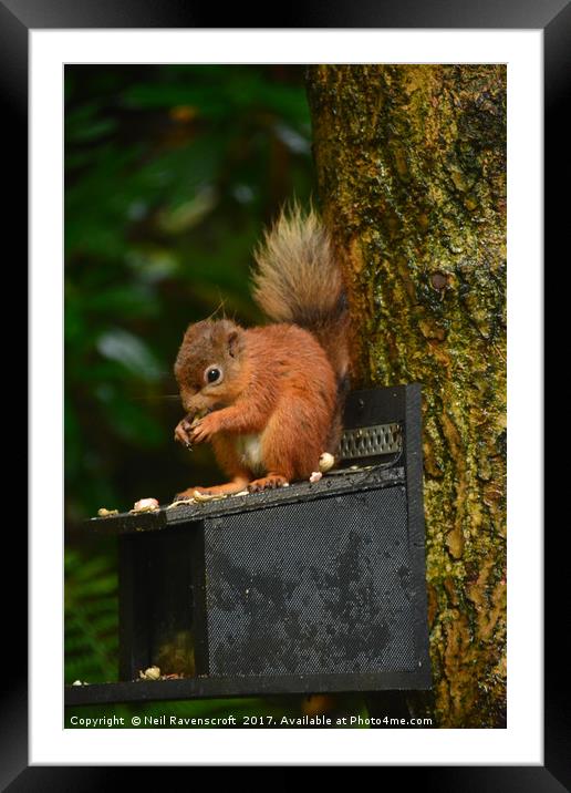 Red Squirrel 2 Framed Mounted Print by Neil Ravenscroft