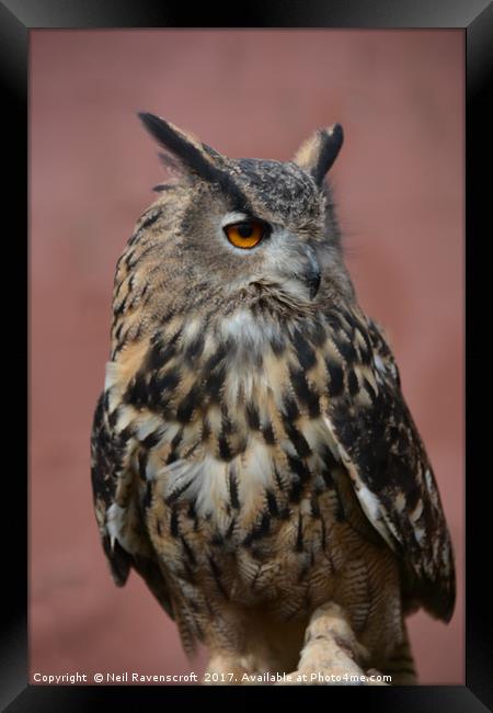 Eagle-owl Framed Print by Neil Ravenscroft