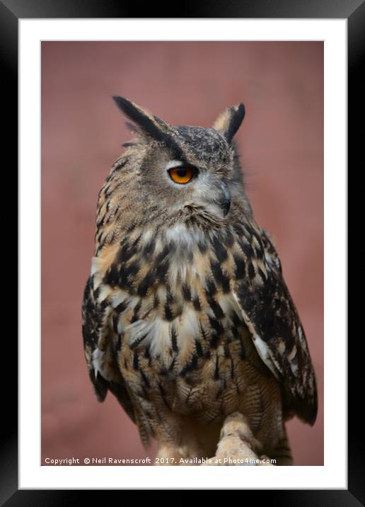 Eagle-owl Framed Mounted Print by Neil Ravenscroft