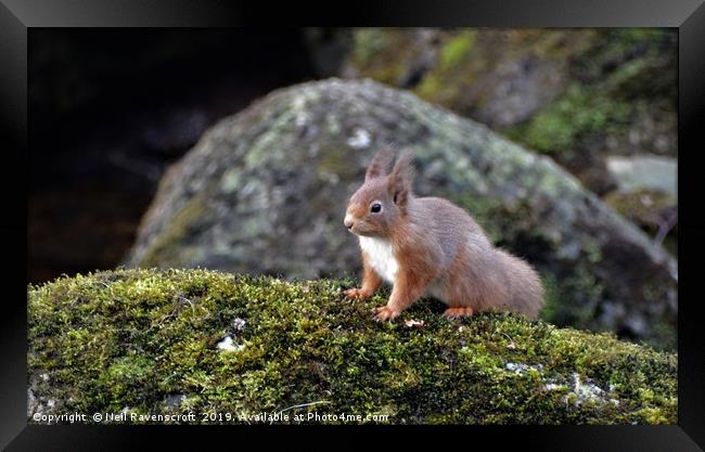 Red Squirrel 3 Framed Print by Neil Ravenscroft