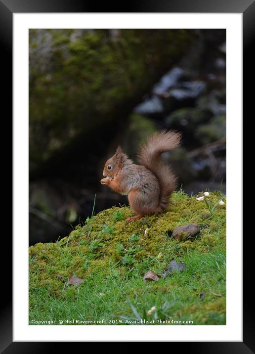 Red Squirrel 4 Framed Mounted Print by Neil Ravenscroft