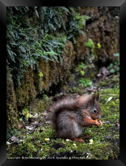 Red Squirrel Framed Print by Neil Ravenscroft