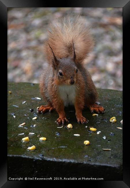 Red Squirrel Framed Print by Neil Ravenscroft