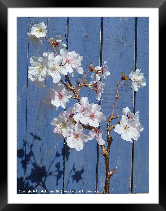 Spring cherry blossom on blue Framed Mounted Print by Sarah Bonnot