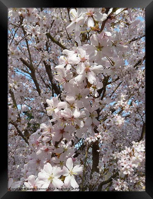 Spring blossom burst Framed Print by Sarah Bonnot