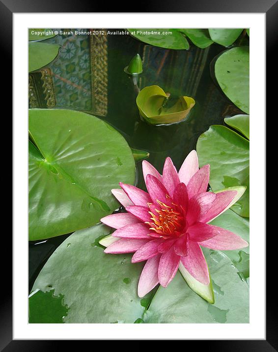 Thai Water Lily Framed Mounted Print by Sarah Bonnot