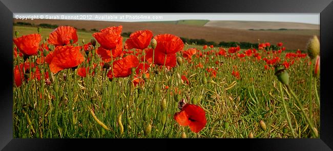 South Downs Poppies Framed Print by Sarah Bonnot