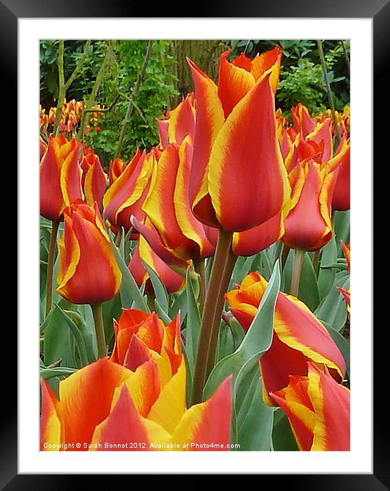 Red yellow edged Tulips Framed Mounted Print by Sarah Bonnot