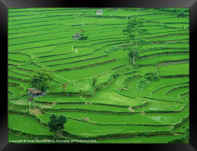 Bali Rice Terraces Framed Print by Sarah Bonnot