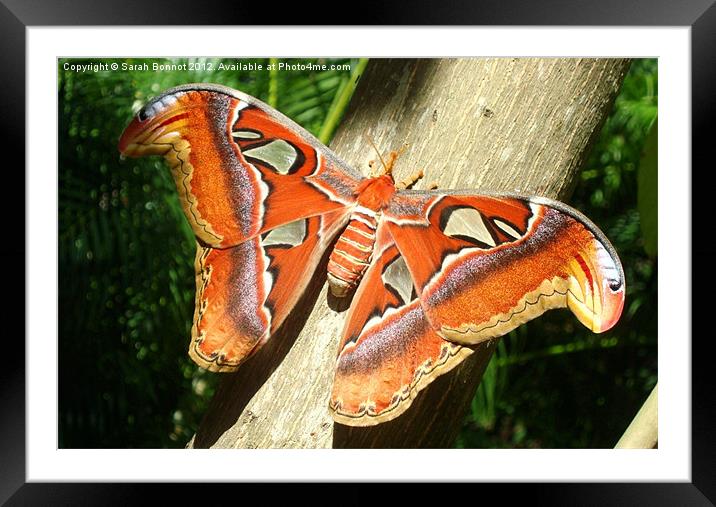 Atlas Moth Framed Mounted Print by Sarah Bonnot
