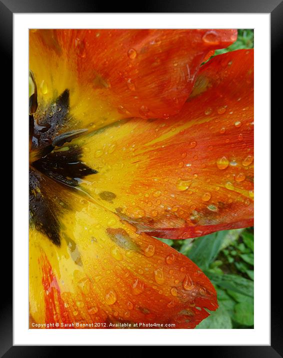 Tulip in the rain Framed Mounted Print by Sarah Bonnot