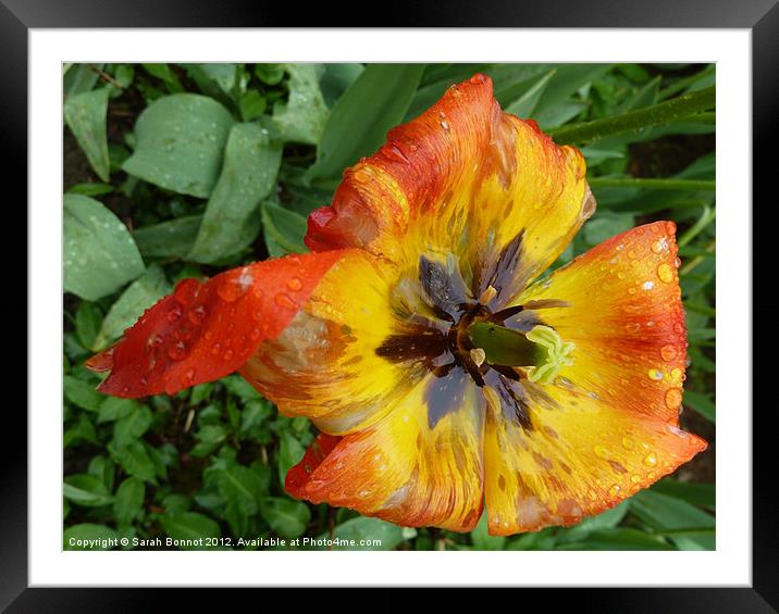Rain drenched tulip Framed Mounted Print by Sarah Bonnot