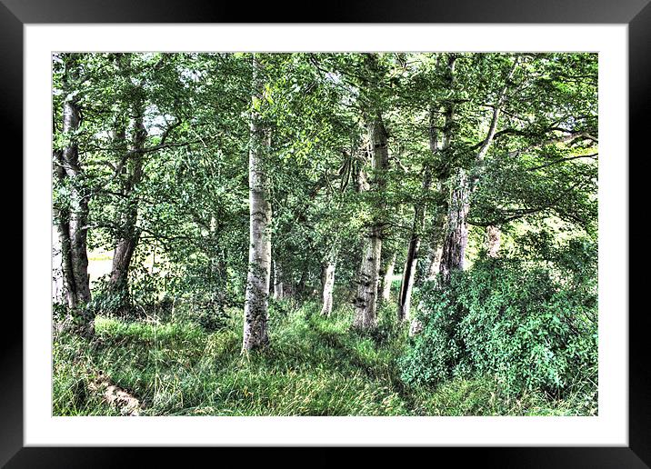 Magical Woodland Framed Mounted Print by Gavin Wilson