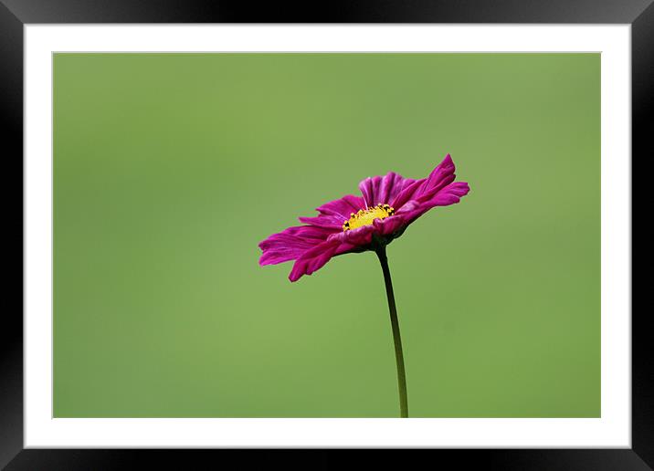 flower Framed Mounted Print by Gavin Wilson