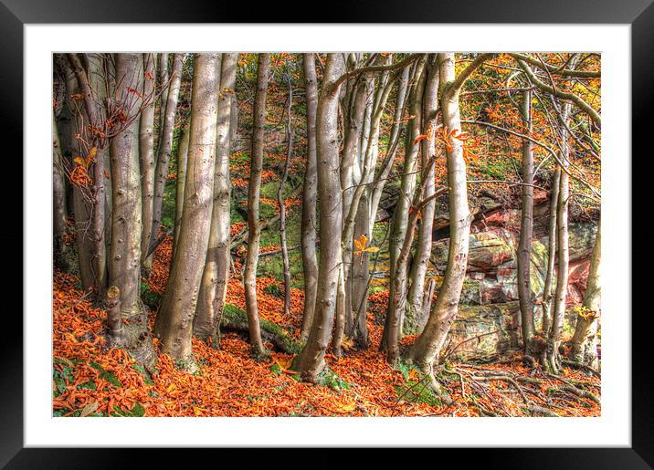 Autumn Light Framed Mounted Print by Gavin Wilson