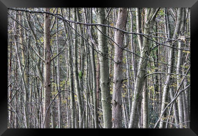 Woods, Armathwaite Gorge, Cumbria Framed Print by Gavin Wilson