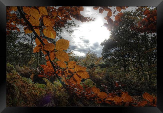 Copper light Framed Print by Gavin Wilson