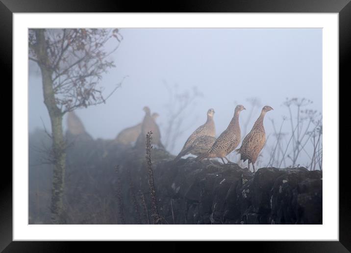 Early Morning Birds Framed Mounted Print by Gavin Wilson