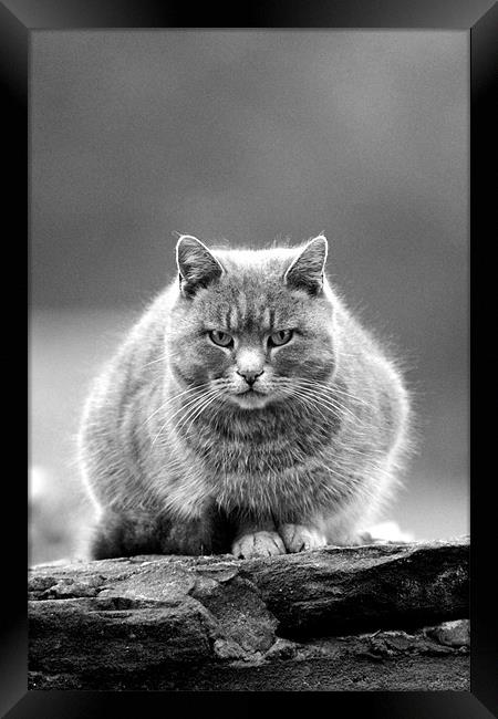 Grey Cat Framed Print by Gavin Wilson