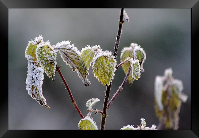 frost Framed Print by Gavin Wilson