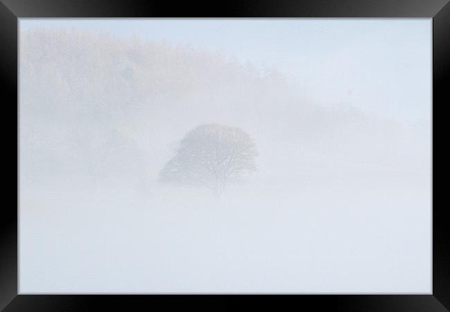 pale trees Framed Print by Gavin Wilson