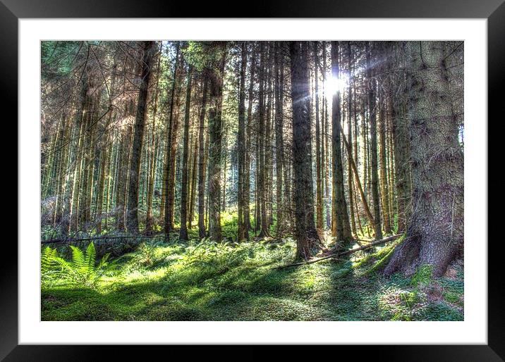 Forest Light Framed Mounted Print by Gavin Wilson