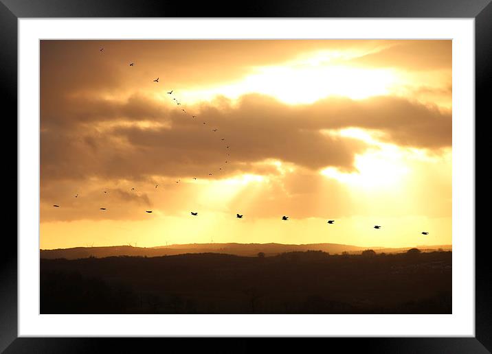  Sunset with crows Framed Mounted Print by Gavin Wilson