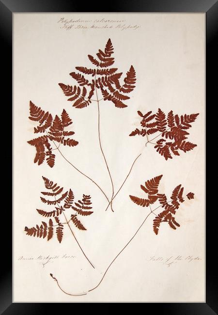 Polypodium calcareum, stiff three branched polypod Framed Print by Gavin Wilson