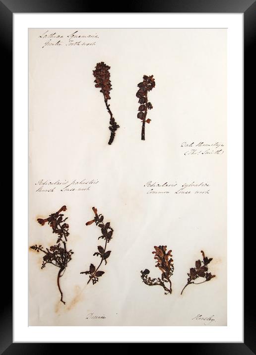 Herbarium - Original Victorian plant specimen Framed Mounted Print by Gavin Wilson